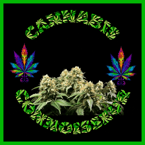 A Picture Of A Marijuana Plant With The Words " Cannabis Connoisseur " Below It GIF
