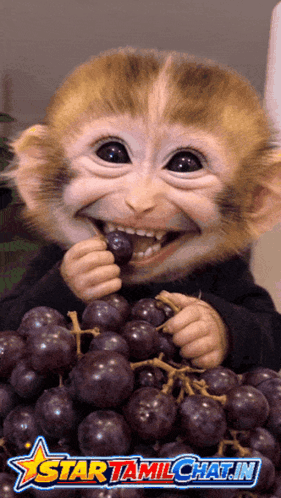 A Picture Of A Monkey Eating Grapes With A Star Tamilchat.in Logo Behind It GIF