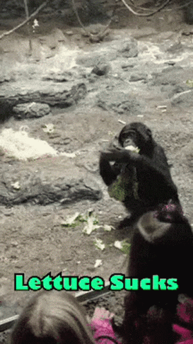 A Picture Of A Monkey Eating Lettuce With The Words Lettuce Sucks Above It GIF