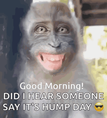 A Picture Of A Monkey With Its Tongue Out And The Words Good Morning Did I Hear Someone Say It 'S Hump Day GIF