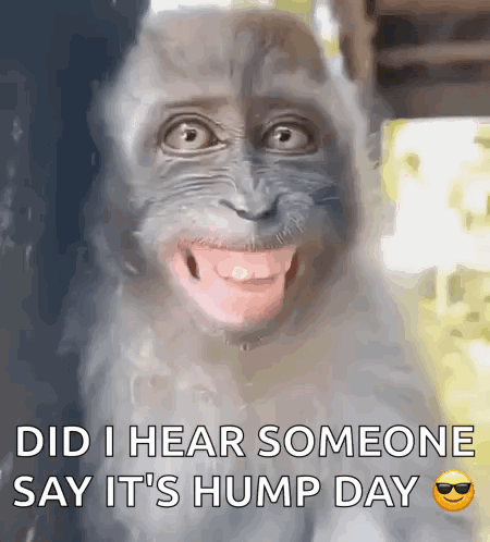 A Picture Of A Monkey With The Words Did I Hear Someone Say It 'S Hump Day On The Bottom GIF