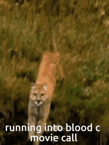 A Picture Of A Mountain Lion Running Into Blood With The Caption Running Into Blood C Movie Call GIF