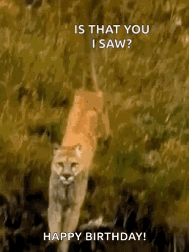 A Picture Of A Mountain Lion Walking In The Grass With The Caption Is That You I Saw ? Happy Birthday ! GIF