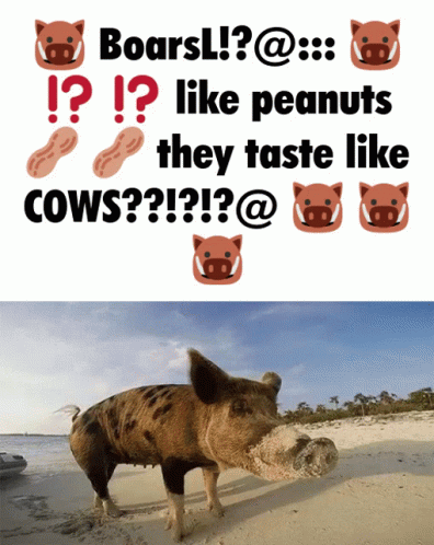 A Picture Of A Pig Next To A Sign That Says Boars Like Peanuts GIF