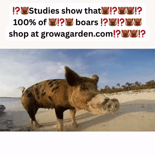 A Picture Of A Pig On A Beach With The Words " Studies Show That 100 % Of Boars Shop At Growagarden.com " Below It GIF