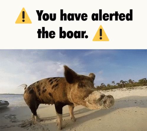 A Picture Of A Pig On A Beach With The Words " You Have Alerted The Boar " Above It GIF