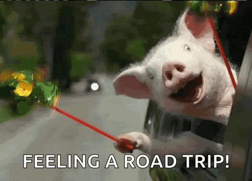 A Picture Of A Pig Sticking Its Head Out Of A Car Window With The Words Feeling A Road Trip Below It GIF