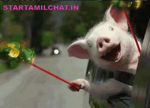 A Picture Of A Pig Sticking Its Head Out Of A Car Window With The Words Starttamilchat.in Under It GIF
