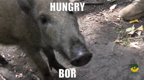 A Picture Of A Pig With The Words Hungry Bor Written On It GIF