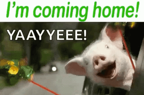 A Picture Of A Pig With The Words " I 'M Coming Home " GIF