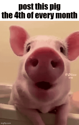 A Picture Of A Pig With The Words Post This Pig The 4Th Of Every Month . GIF
