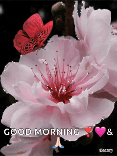 A Picture Of A Pink Flower With A Butterfly And The Words Good Morning GIF