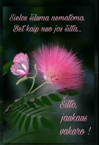 A Picture Of A Pink Flower With A Butterfly On It And The Words Sielos Siluna Nematomi Bet Kaip Nuo Jos Silta GIF