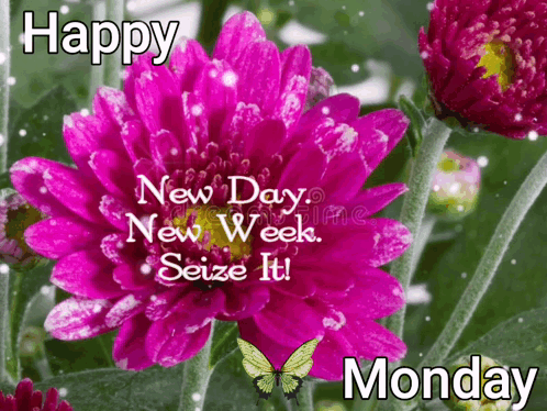 A Picture Of A Pink Flower With The Words Happy New Day New Week Seize It Monday GIF
