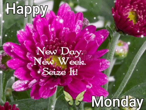 A Picture Of A Pink Flower With The Words Happy New Day New Week Seize It Monday GIF