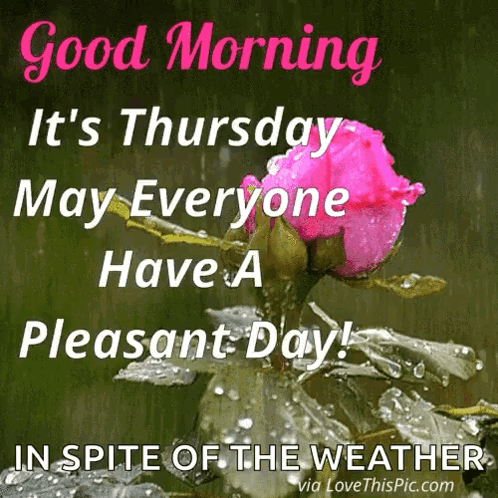 A Picture Of A Pink Rose With The Words Good Morning It 'S Thursday May Everyone Have A Pleasant Day GIF