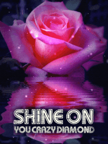 A Picture Of A Pink Rose With The Words Shine On You Crazy Diamond GIF