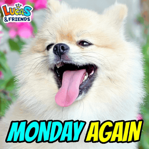 A Picture Of A Pomeranian Dog With Its Tongue Out And The Words Monday Again Below It GIF