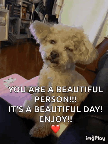 A Picture Of A Poodle With The Caption " You Are A Beautiful Person " GIF