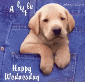 a picture of a puppy in a pocket with the words happy wednesday on it