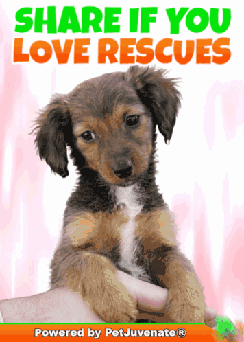 A Picture Of A Puppy With The Words Share If You Love Rescues Above It GIF