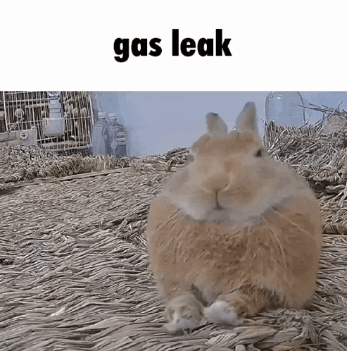 A Picture Of A Rabbit With The Words Gas Leak Written Above It GIF