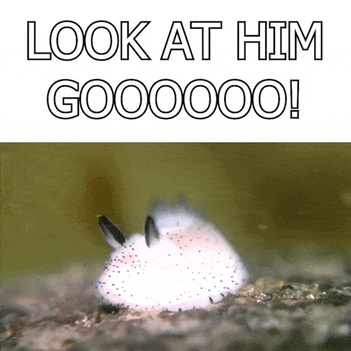 A Picture Of A Rabbit With The Words Look At Him Goooooo GIF