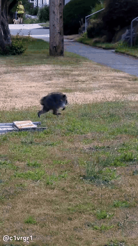 A Picture Of A Raccoon Running Across A Grassy Field With The Hashtag C1vrgr1 On The Bottom GIF