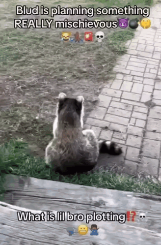 A Picture Of A Raccoon Sitting On A Brick Sidewalk With The Caption " Blud Is Planning Something Really Mischievous " GIF