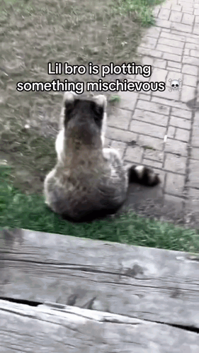 A Picture Of A Raccoon With The Caption Lil Bro Is Plotting Something Mischievous .. GIF