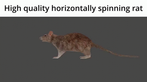 A Picture Of A Rat With The Words High Quality Horizontally Spinning Rat Above It GIF