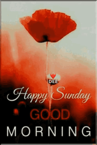 A Picture Of A Red Flower With The Words Happy Sunday Good Morning On It GIF