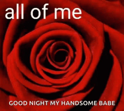 A Picture Of A Red Rose With The Words All Of Me Loves Good Night My Handsome Babe GIF