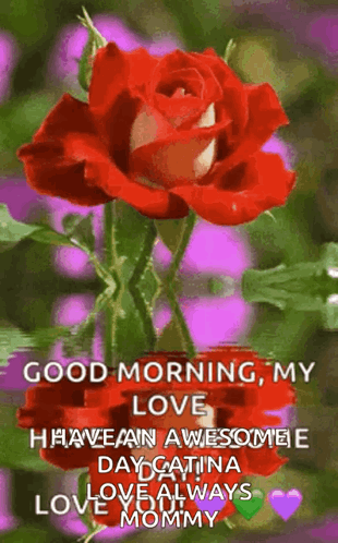 A Picture Of A Red Rose With The Words Good Morning My Love GIF