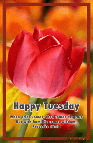 A Picture Of A Red Tulip With The Words Happy Tuesday On It GIF