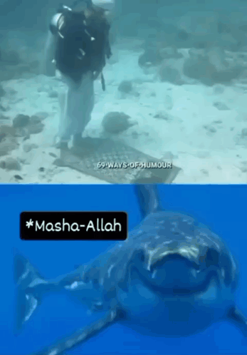 A Picture Of A Scuba Diver And A Picture Of A Shark With Masha-Allah Written On It GIF