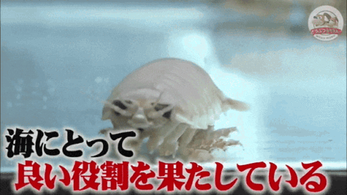 A Picture Of A Sea Creature With Foreign Writing On It GIF