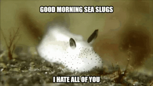 A Picture Of A Sea Slug With A Caption That Says Good Morning Sea Slugs I Hate All Of You GIF