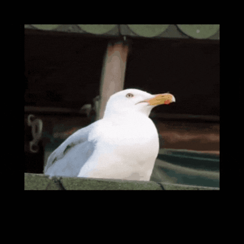 A Picture Of A Seagull With A Bottle Of Geeeee Behind It GIF