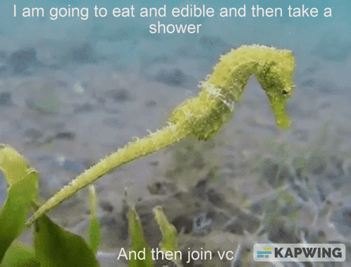A Picture Of A Seahorse That Says I Am Going To Eat And Edible And Then Take A Shower GIF