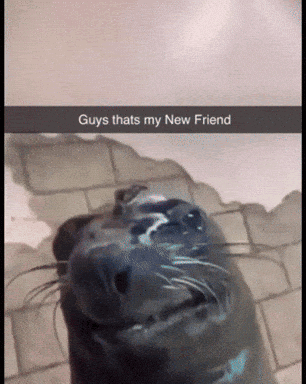 A Picture Of A Seal That Says Guys Thats My New Friend On It GIF