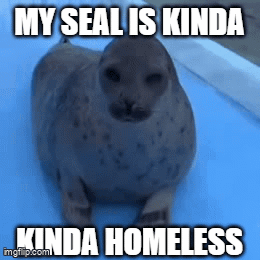 A Picture Of A Seal With The Caption My Seal Is Kinda Homeless GIF