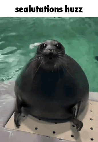 A Picture Of A Seal With The Words Sealulations Huzz On It GIF