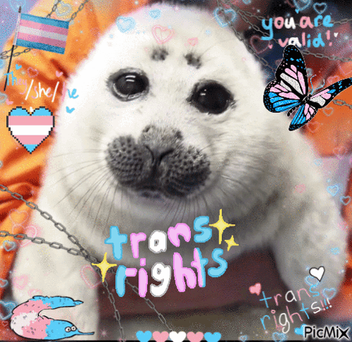 A Picture Of A Seal With The Words " Trans Rights " On It GIF