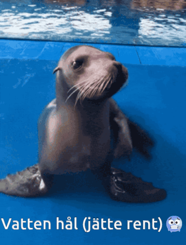 A Picture Of A Seal With The Words Vatten Hal ( Jette Rent ) Under It GIF