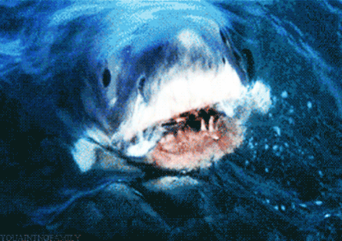 A Picture Of A Shark In The Water With The Words Tolaninofamily Written Below It GIF