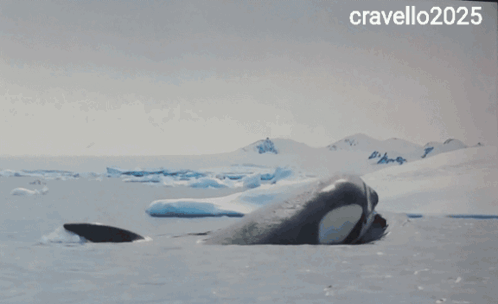 A Picture Of A Shark 'S Tail With The Year 2025 On The Bottom GIF