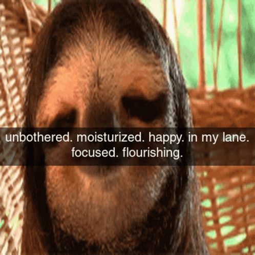 A Picture Of A Sloth With A Caption That Says Unbothered Moisturized Happy In My Lane Focused Flourishing GIF