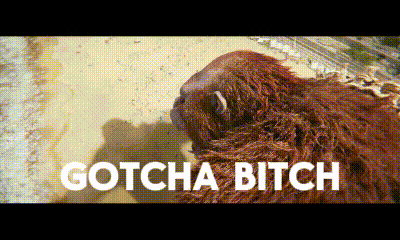 A Picture Of A Sloth With The Words Gotcha Bitch Written Below It GIF