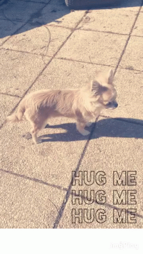A Picture Of A Small Dog With The Words Hug Me Hug Me Hug Me On The Bottom GIF